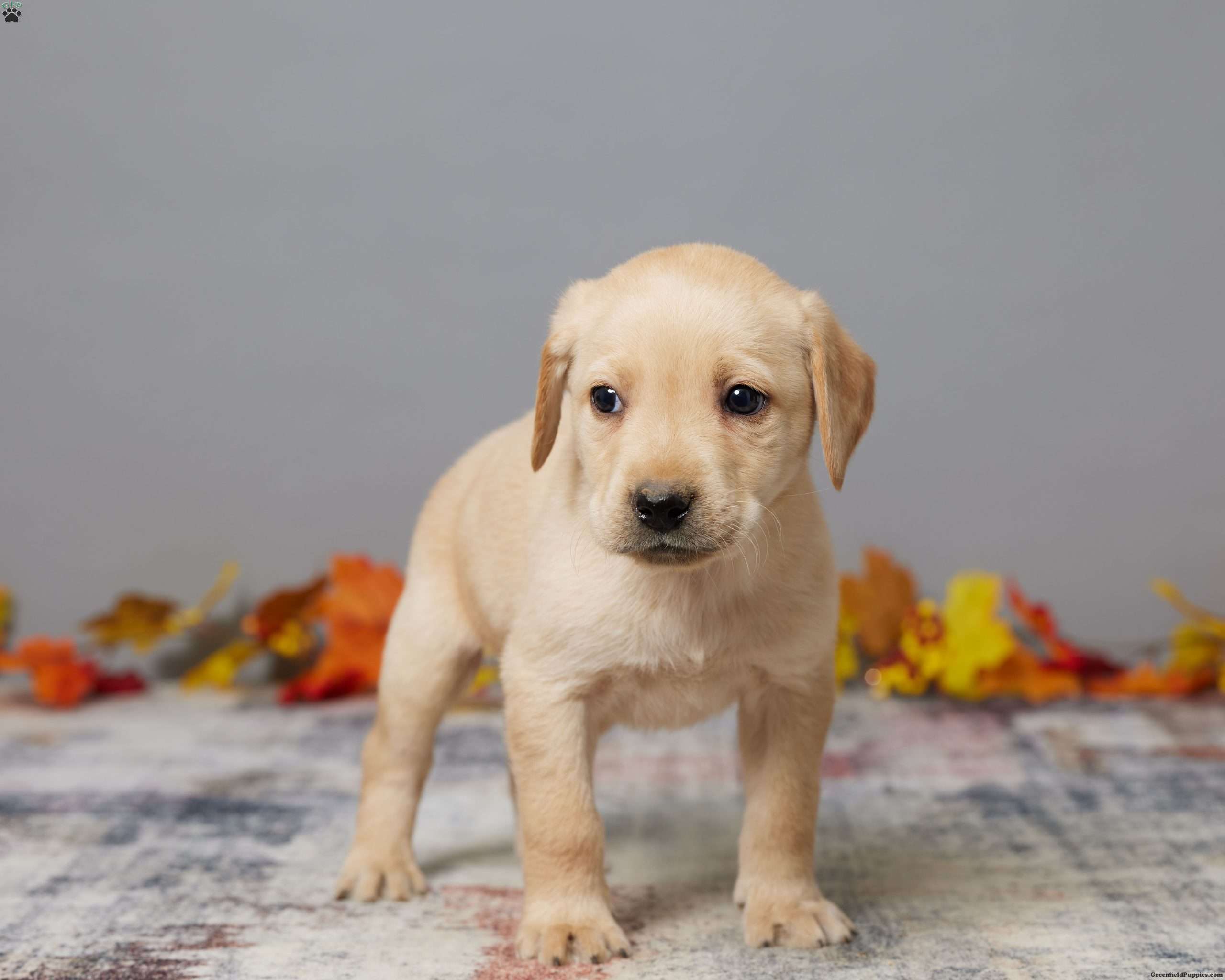 Buddy Black Labrador Retriever Puppy For Sale in Ohio